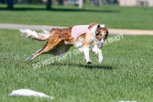 Borzoi Finals East Leigh, Clifford-3773