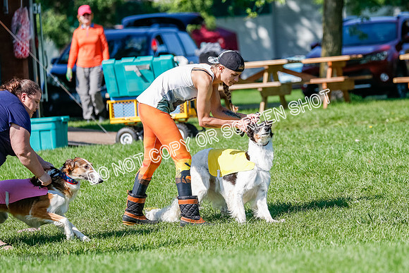 Borzoi Prelim Lady, East Leigh-2688