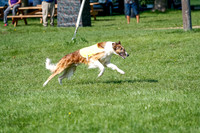 Borzoi Prelim Clifford, Raven -2651