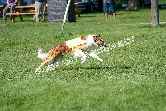 Borzoi Prelim Clifford, Raven -2651