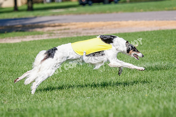 Borzoi Prelim Lady, East Leigh-2702