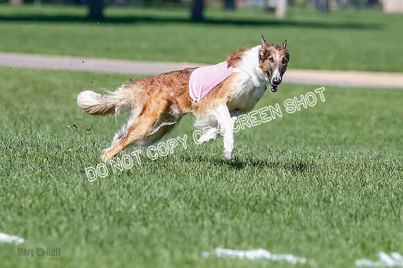 Borzoi Finals East Leigh, Clifford-3772