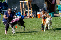 Borzoi Prelim Clifford, Raven -2646