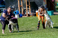 Borzoi Prelim Clifford, Raven -2644
