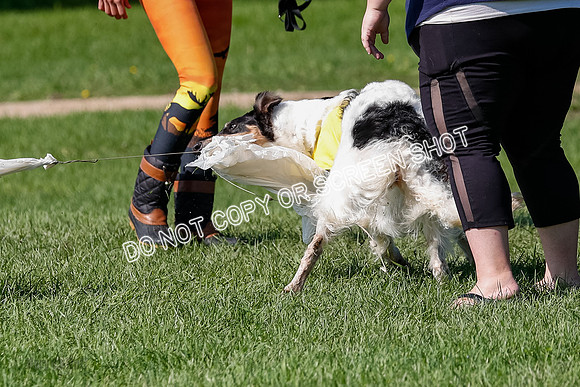 Borzoi Prelim Lady, East Leigh-2714