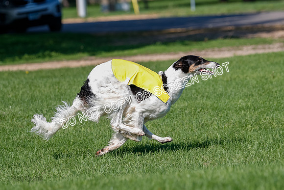 Borzoi Prelim Lady, East Leigh-2700