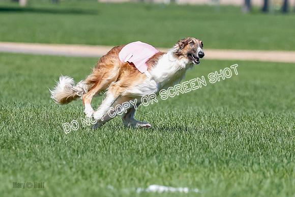 Borzoi Finals East Leigh, Clifford-3775
