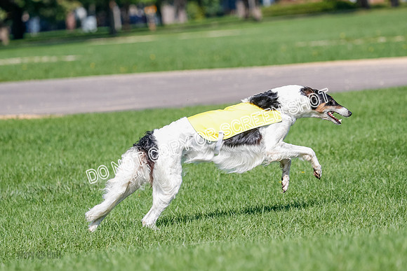 Borzoi Prelim Lady, East Leigh-2705