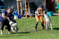 Borzoi Prelim Clifford, Raven -2643