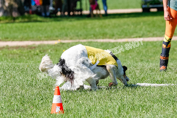 Borzoi Prelim Lady, East Leigh-2711