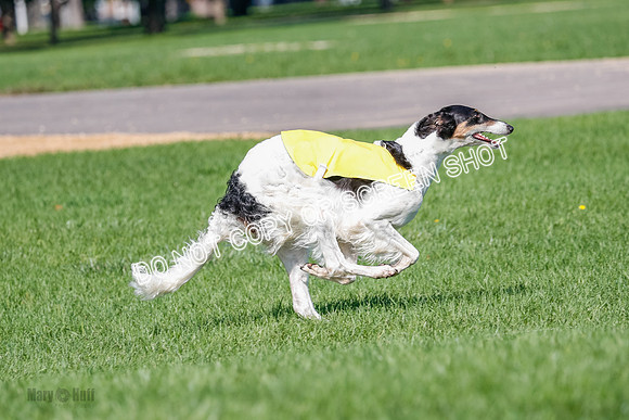 Borzoi Prelim Lady, East Leigh-2704
