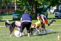 Borzoi Prelim Clifford, Raven -2680