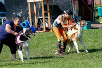 Borzoi Prelim Clifford, Raven -2640