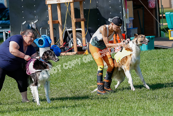 Borzoi Prelim Clifford, Raven -2640