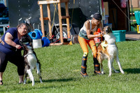 Borzoi Prelim Clifford, Raven -2642