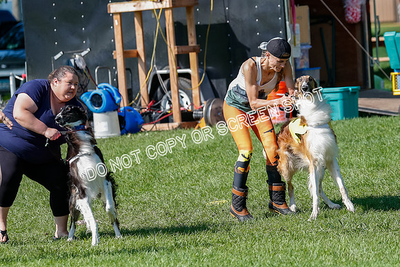 Borzoi Prelim Clifford, Raven -2642