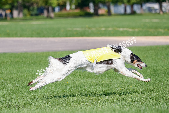 Borzoi Prelim Lady, East Leigh-2706