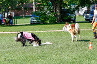Borzoi Prelim Clifford, Raven -2668