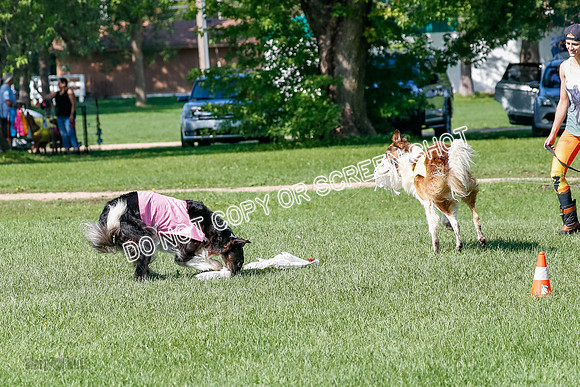 Borzoi Prelim Clifford, Raven -2668