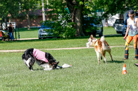 Borzoi Prelim Clifford, Raven -2669