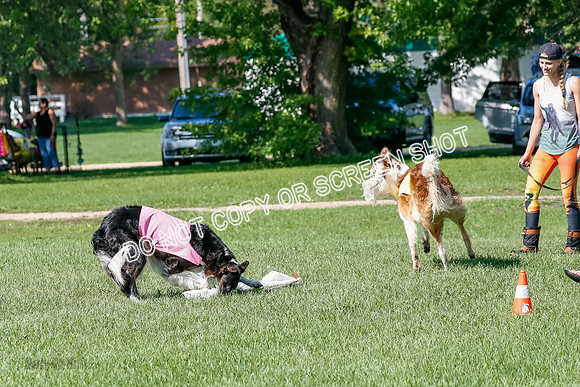 Borzoi Prelim Clifford, Raven -2669