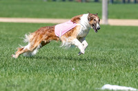 Borzoi