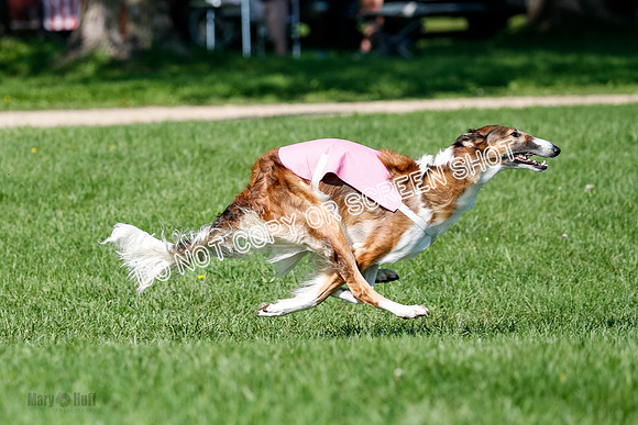 Borzoi Prelim Lady, East Leigh-2698