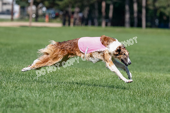 Borzoi Finals East Leigh, Clifford-3784