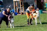 Borzoi Prelim Clifford, Raven -2641