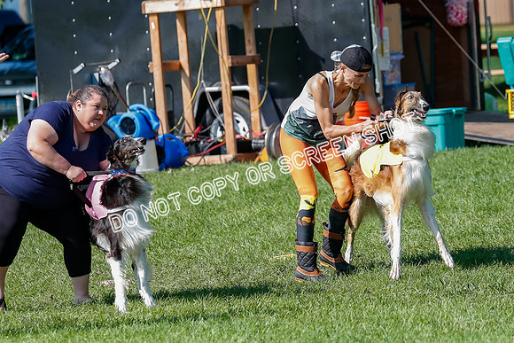 Borzoi Prelim Clifford, Raven -2641