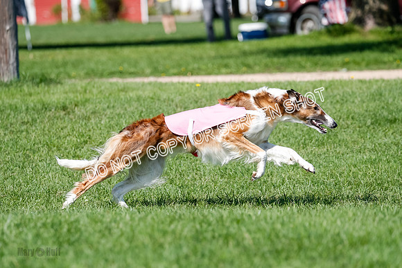 Borzoi Prelim Lady, East Leigh-2695