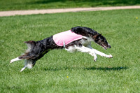 Borzoi Prelim Clifford, Raven -2658
