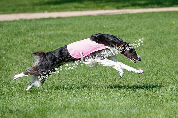 Borzoi Prelim Clifford, Raven -2658