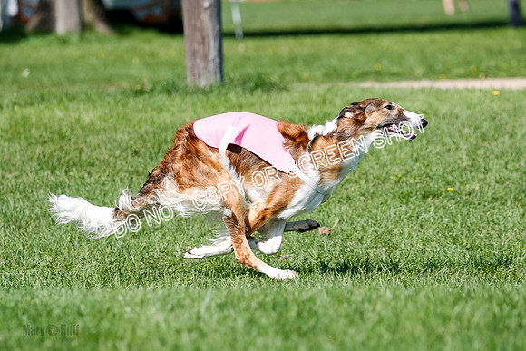 Borzoi Prelim Lady, East Leigh-2694