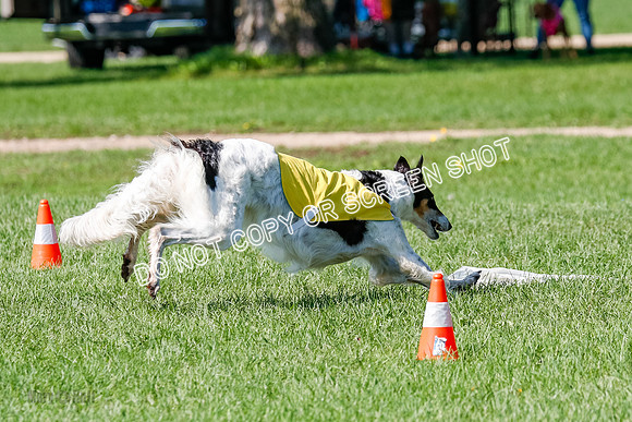 Borzoi Prelim Lady, East Leigh-2709
