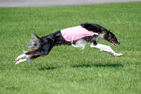 Borzoi Prelim Clifford, Raven -2662