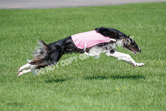 Borzoi Prelim Clifford, Raven -2662