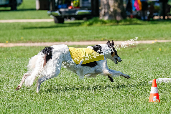 Borzoi Prelim Lady, East Leigh-2708