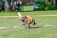 Borzoi Prelim Clifford, Raven -2666