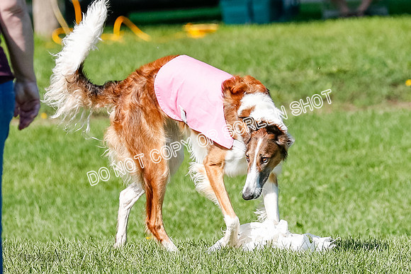 Borzoi Prelim Lady, East Leigh-2725