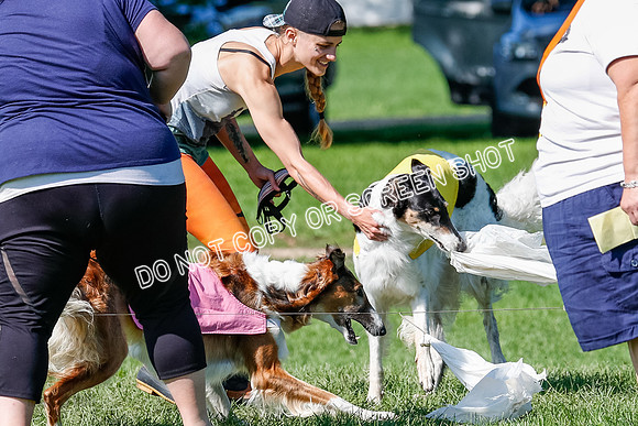 Borzoi Prelim Lady, East Leigh-2719