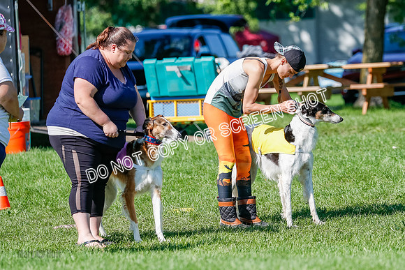 Borzoi Prelim Lady, East Leigh-2684