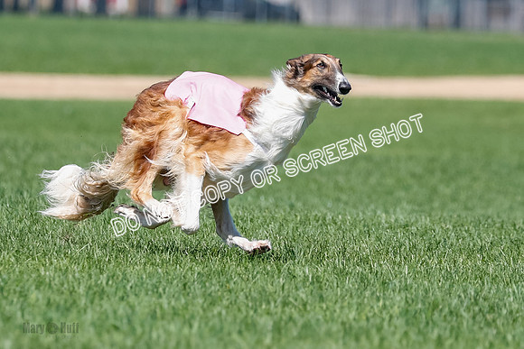 Borzoi Finals East Leigh, Clifford-3780