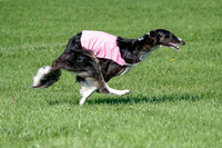 Borzoi Prelim Clifford, Raven -2660