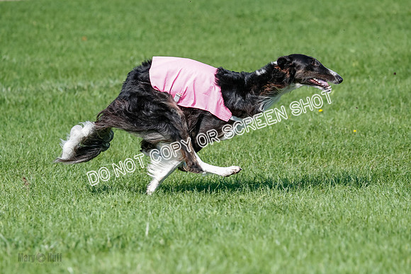 Borzoi Prelim Clifford, Raven -2660