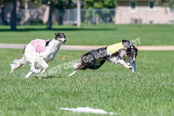Borzoi Finals Raven, Lady-3815