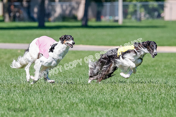 Borzoi Finals Raven, Lady-3814