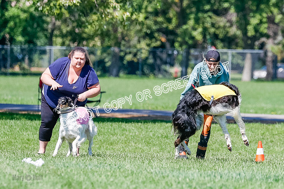 Borzoi Finals Raven, Lady-3800