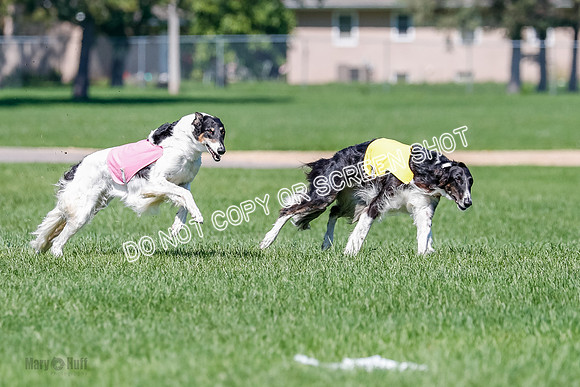 Borzoi Finals Raven, Lady-3816