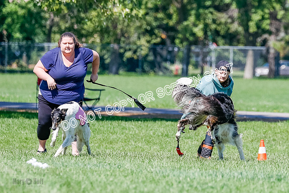 Borzoi Finals Raven, Lady-3802